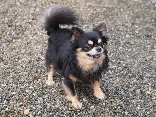 子供やペットが安心して遊べなくなった