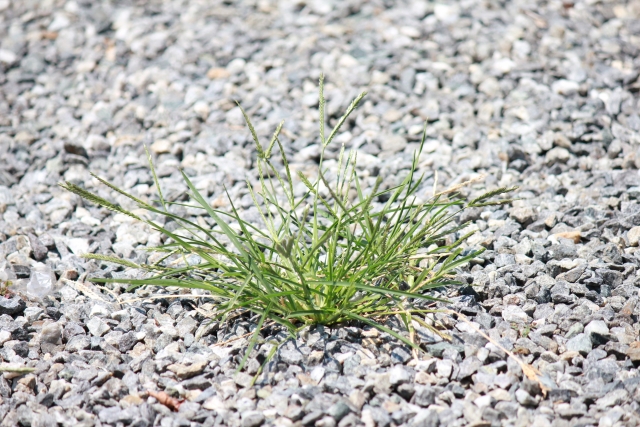 雑草が想像以上に生えてきてしまった