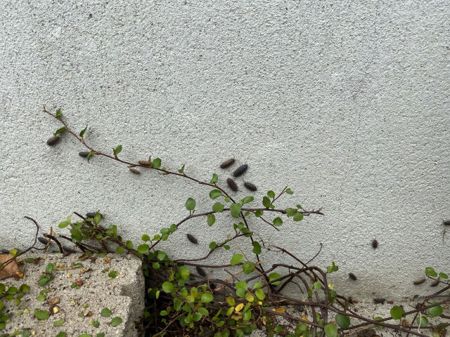 壁に繁殖する不快害虫。ジメジメした環境を好みます。