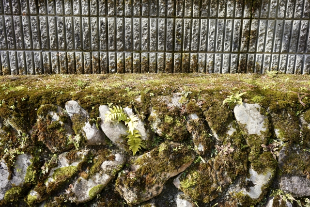 庭に苔が生える4つの主原因