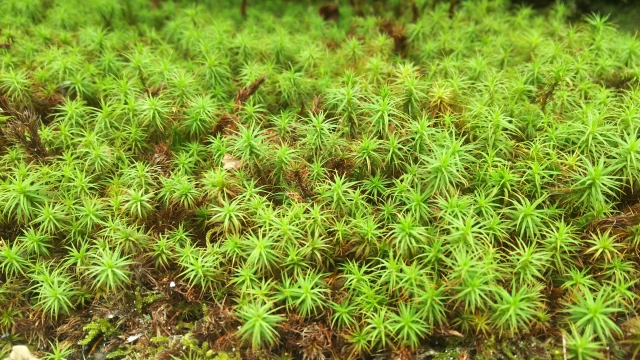 苔庭(こけにわ)のデメリット:憧れと現実