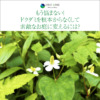 もう悩まない！ドクダミを根本からなくして素敵なお庭に変えるには？