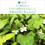もう悩まない！ドクダミを根本からなくして素敵なお庭に変えるには？