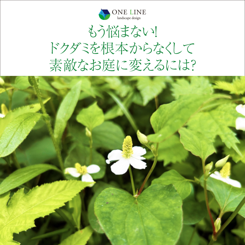 もう悩まない！ドクダミを根本からなくして素敵なお庭に変えるには？